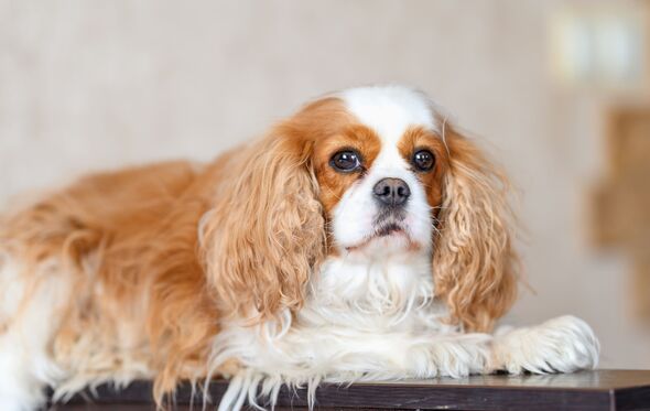 Cavalier King Charles Spaniel