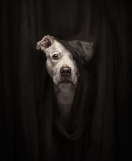 Cão em retrato dramático vence concurso de fotografia de animais de estimação 2025