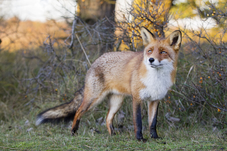 Encontrou um animal selvagem ferido? Saiba como ajudá-lo de forma segura
