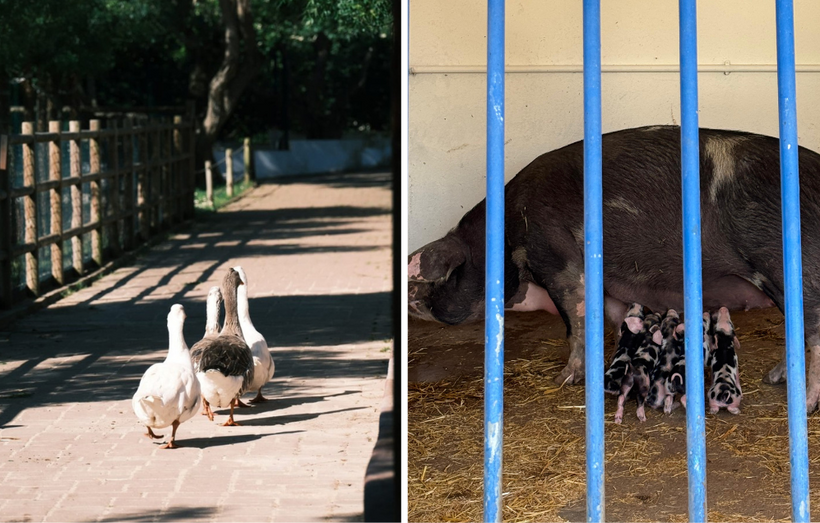 Porcos bebés na Quinta Pedagógica dos Olivais encantam visitantes