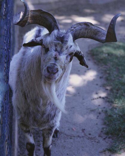 Na Quinta Pedagógica dos Olivais, cabras e outros animais cativam visitantes