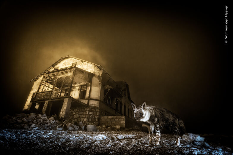Conheça os vencedores dos prémios "Wildlife Photographer of the Year" 2025