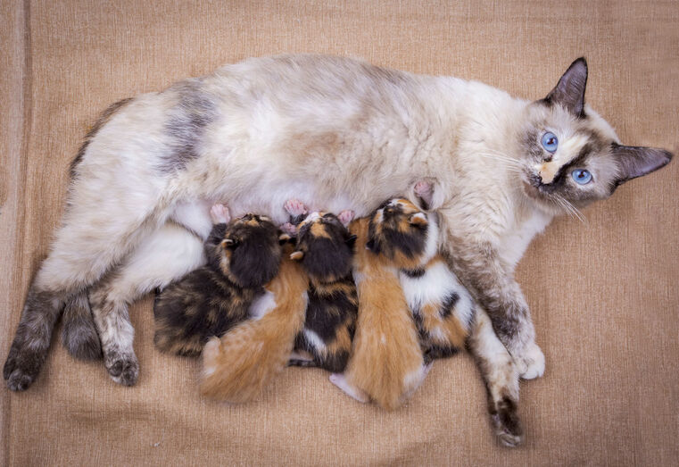 O grande dia da sua patuda: o que fazer do primeiro sinal ao último bebé