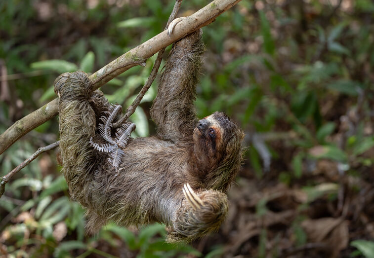 Hoje é o Dia da Preguiça! Conheça 6 curiosidades sobre estes animais tão peculiares