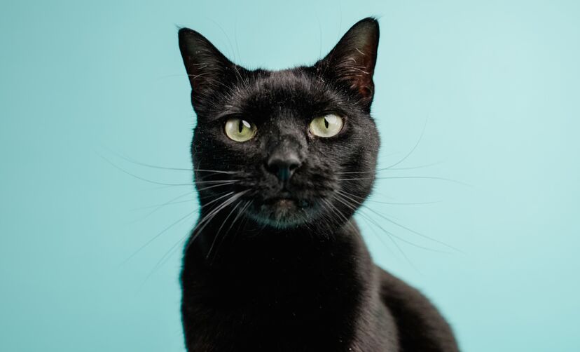 Cidade espanhola de Terrassa trava adoções de gatos pretos no Halloween