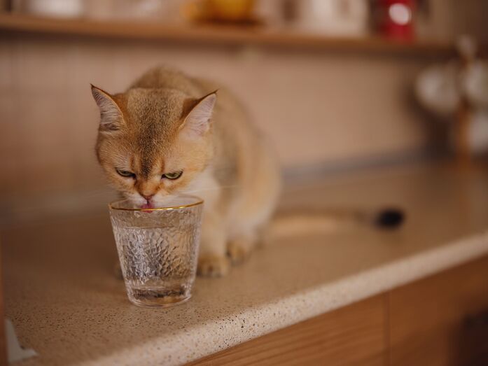 O seu gato não quer beber água? Temos algumas dicas que podem ajudar