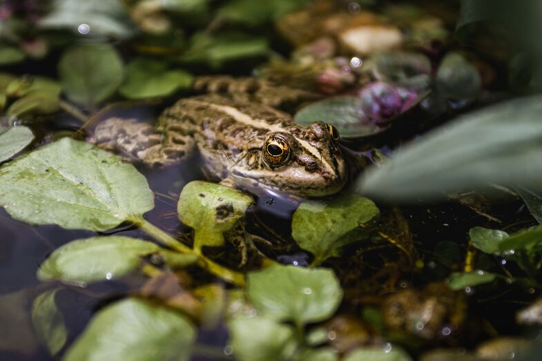 Amantes de animais: A Parques de Sintra vai organizar passeios para conhecer a fauna noturna