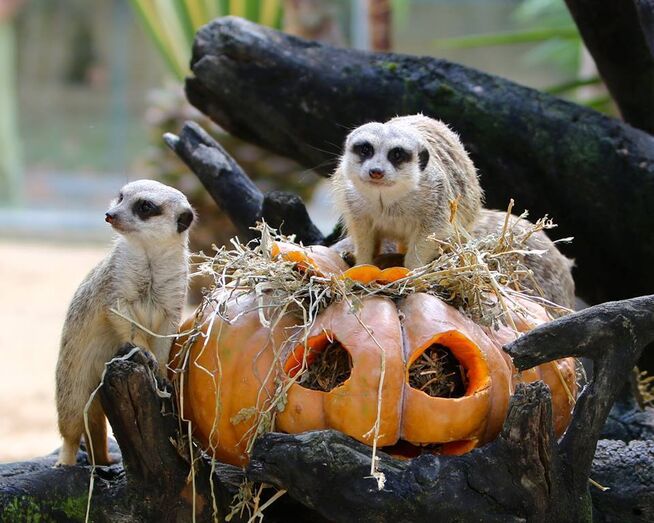 Dragões, animais e muita ciência! Lisboa vai receber o "Halloween no Zoo 2025"