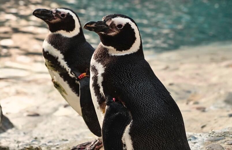 Oceanário de Lisboa renova espaço dos pinguins e baixa os preços para a Halloweek
