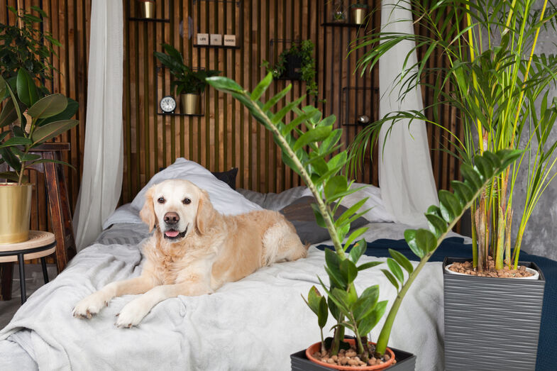 Há um novo hotel canino de luxo (e inteligente!) no Porto! Conheça a Dogga Residence