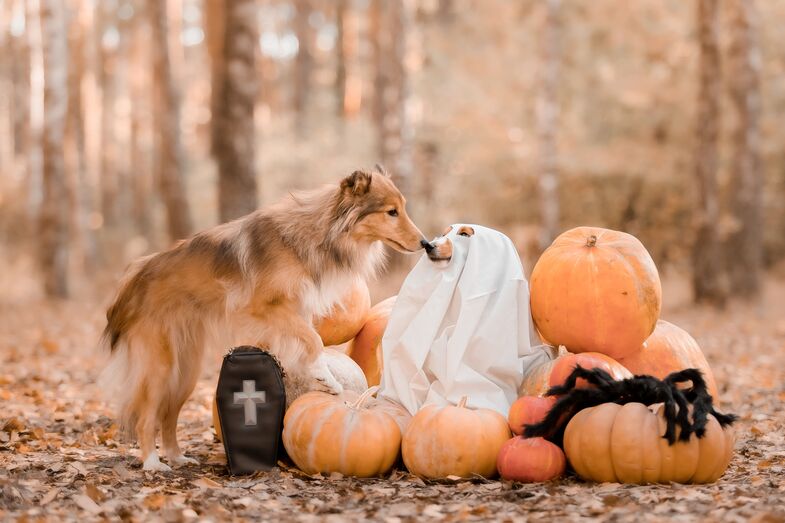 Os sapos causam verrugas? Os gatos pretos dão azar? Conheça 8 mitos animais associados ao Halloween