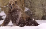 Urso pardo na neve, em ambiente natural