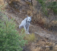  Um momento raro! Um Lince-ibérico branco foi fotografado em Espanha
