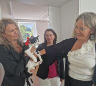 Este é o União, o gatinho que se tornou o pet oficial do Politécnico de Coimbra