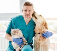 Fim das diferenças! Ordem dos Veterinários pede IVA a 6% para animais de companhia e de produção