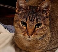 Um momento feliz. 4 meses depois de desaparecer o gato Smokey voltou para casa