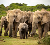 Há gigantes a caminho do Alentejo! O primeiro santuário europeu para elefantes abre portas em 2026