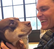 Cão de Tom Brady é clone da cadela Lua e reabre debate sobre clonagem de animais