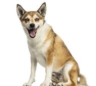 Do deserto ao gelo. Conheça as 5 raças de cães mais raras e surpreendentes do mundo