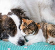 + info da área Estamos oficialmente na estação da sesta! Veja como o frio afeta o sono dos nossos patudos