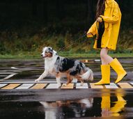 Poças à vista! Como proteger o pelo e as patas do seu cão nos dias de chuva