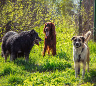 A ciência comprova! Os cães foram nossos companheiros de estrada desde sempre