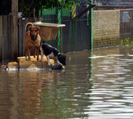 Tempestades e cheias andam de mãos dadas. Siga estas dicas para proteger os seus animais