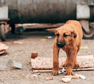 Três milhões de cães em risco: ONG desafiam Marrocos e FIFA antes do Mundial 2030