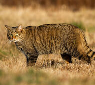 O regresso de um felino perdido! Projeto quer trazer gato-bravo de volta ao Reino Unido