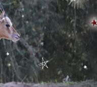 Um milagre de Natal! Conheça o Rudolfo, a cria de órix que está a encantar os visitantes do Badoca