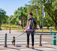 Mais um cão eletrocutado em Lisboa. Já é o 4.º só neste mês de novembro