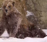 Urso pardo na neve, em ambiente natural