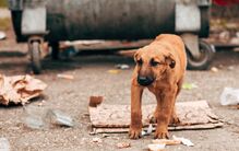 Três milhões de cães em risco: ONG desafiam Marrocos e FIFA antes do Mundial 2030