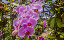Orquídeas em exposição no Mercado de Santa Clara, em Lisboa