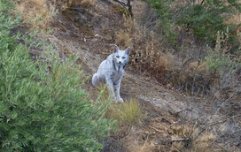Uma imagem muito improvável! Lince-ibérico branco foi fotografado em Espanha num momento raro