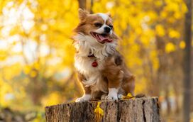 O outono também traz alergias e os patudos também sofrem com esta "praga". Conheça as principais causas