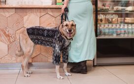 Verdadeiras estrelas da passerelle! 5 marcas de moda que vão deixar o seu patudo cheio de estilo