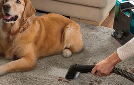 Sofás e tapetes como novos! O aspirador que vai manter a sua casa em ordem e higienizada