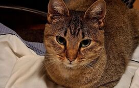 Momento de pura felicidade: 4 meses depois de desaparecer, o gato Smokey volta para casa