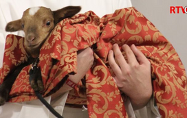 Gracinda é a ovelha que conquistou Torres Vedras. Padre surpreendido com prenda inesperada 