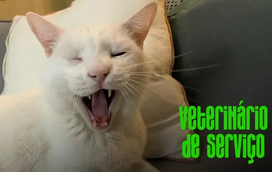 O seu gato costuma vomitar bolas de pelo? Saiba por que é que isto acontece