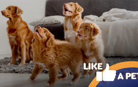 Seja bem-vindo ao The Voice Pets! Prepare-se para cantorias e muitas gargalhadas