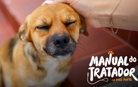 Cão medroso ou inseguro? Saiba como lidar com estes medos e ajudá-lo a superar