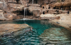Portas do Oceanário de Lisboa voltam a abrir-se para os pinguins, que têm uma nova morada de luxo 