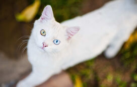 Para quem quer um pet raro e cheio de personalidade: conheça as 5 raças de gatos mais originais do Mundo