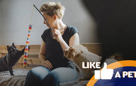 Tutores mágicos? Estes animais não sabem lidar com truques de magia