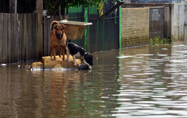 No caso de tempestade como deve proteger o seu pet. Veja as dicas aqui