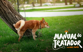 O seu cão não acerta com o sítio para fazer as necessidades? Nós ajudamos!