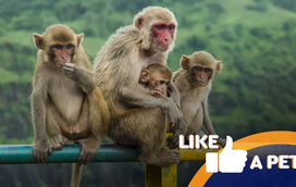 Prepare-se para as macacadas! Estes primatas têm um grande sentido de humor