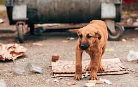 Três milhões de cães em risco: ONG's desafiam Marrocos e FIFA antes do Mundial 2030